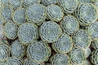 Echeveria Elegans (Meksika kartopu, Meksika mücevheri, beyaz Meksika gülü) sulu bitki