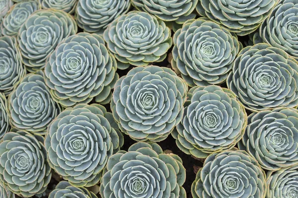 Echeveria Elegans Mexicaanse Sneeuwbal Mexicaanse Edelsteen Witte Mexicaanse Roos Sappige — Stockfoto