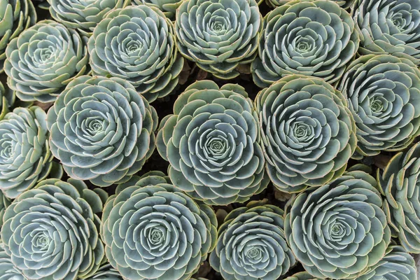 Echeveria Elegans Mexican Snow Ball Mexican Gem White Mexican Rose — Stock Photo, Image