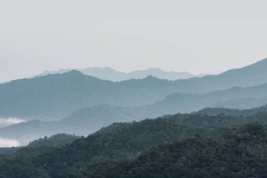 Morning View Misty Rainforest