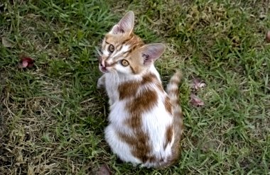 Küçük kızıl ve beyaz kedi çimenlerde oynuyorlar.