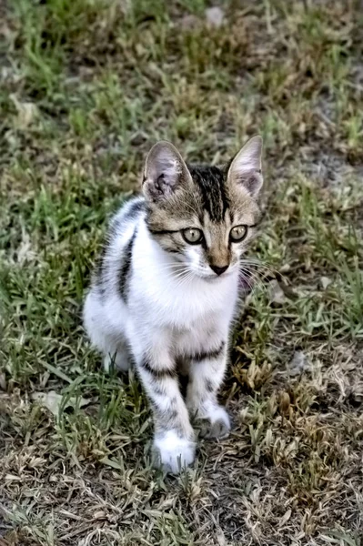 Küçük tekir ve beyaz kedi çimlerin üzerinde oturuyor. — Stok fotoğraf