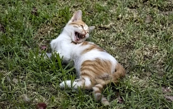 Mały rudy i biały kociak bawiący się na trawie — Zdjęcie stockowe