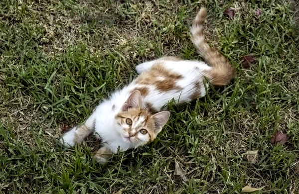 Küçük kızıl ve beyaz kedi çimlerin üzerinde yatıyor. — Stok fotoğraf