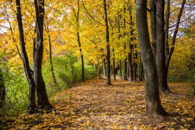 Sonbahar ormanları.