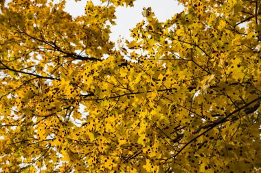 Virüslü akçaağaç yaprakları.