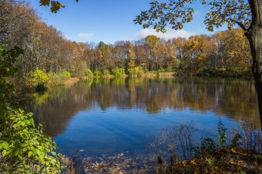 Moskova'da Bitsevski Park'ta Altın Sonbahar