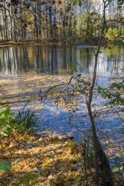 Moskova'da Bitsevski Park'ta Altın Sonbahar