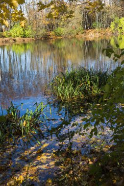 Moskova'da Bitsevski Park'ta Altın Sonbahar