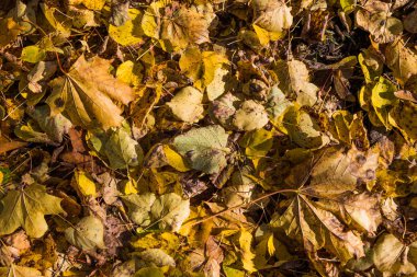 Moskova'da Bitsevski Park'ta Altın Sonbahar