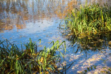 Moskova'da Bitsevski Park'ta Altın Sonbahar