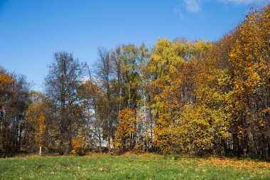 Moskova'da Bitsevski Park'ta Altın Sonbahar