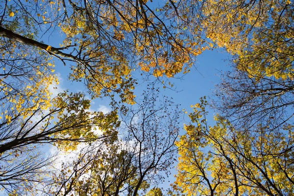 Outono Dourado Bitsa Park Moscou — Fotografia de Stock