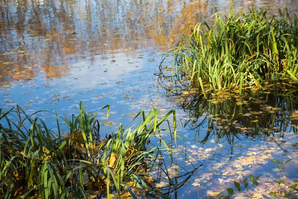 Moskova'da Bitsevski Park'ta Altın Sonbahar