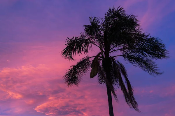 Palm Tree Wind Bright Red Blue Sunset Sky Sea Sicily — Stock Photo, Image