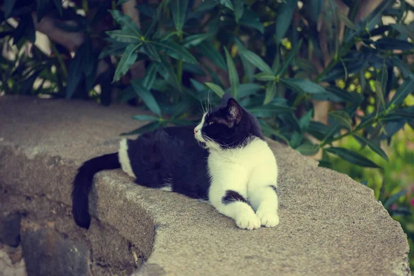 Gato Preto Branco Engraçado Sério Com Bigode Uma Pedra Rua — Fotografia de Stock