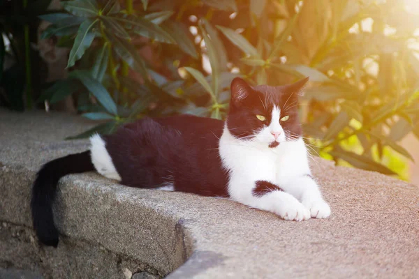 Gato Preto Branco Engraçado Sério Com Bigode Uma Pedra Rua — Fotografia de Stock