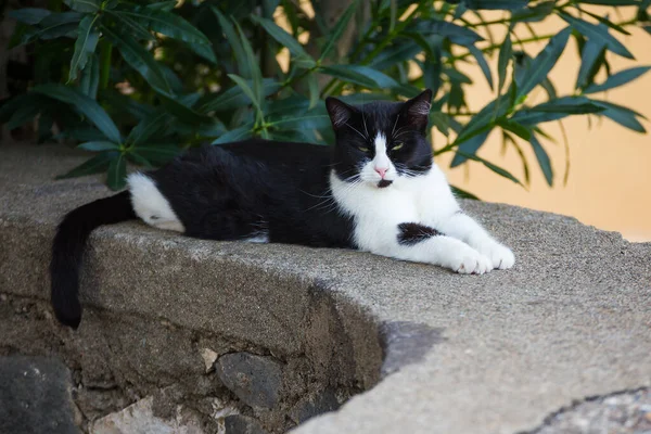 Serious funny black and white cat with a mustache on a stone on the street