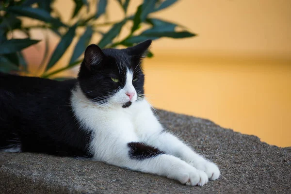 Σοβαρό Αστείο Μαύρο Και Άσπρο Γάτα Μουστάκι Μια Πέτρα Στο — Φωτογραφία Αρχείου