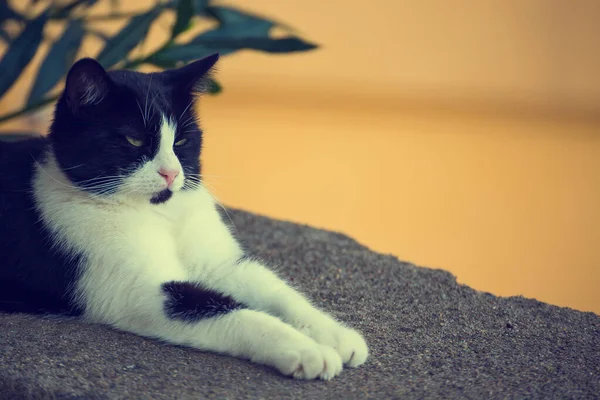 Ernst Lustige Schwarz Weiße Katze Mit Schnurrbart Auf Einem Stein — Stockfoto