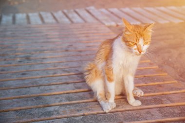 Sahilde üzgün kırmızı kedi, yerde kıçının üstünde geziyor.