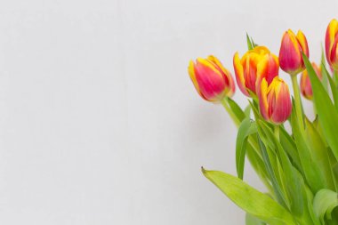 Vazoda bir buket lale ve açık arkaplan.