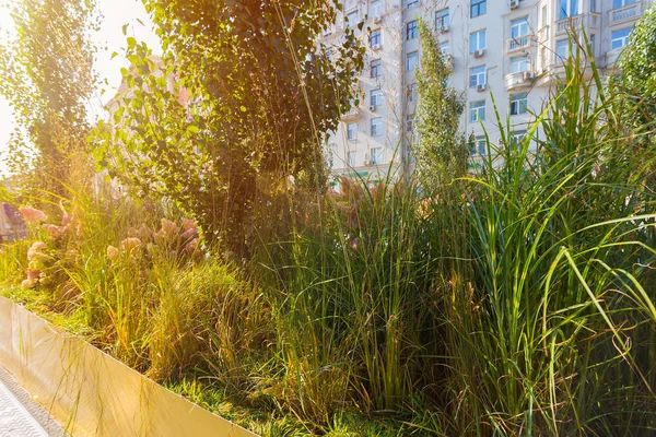 Twerskaya Straße Den Frühen Sonnigen Morgen Mit Blumen Und Bäumen — Stockfoto