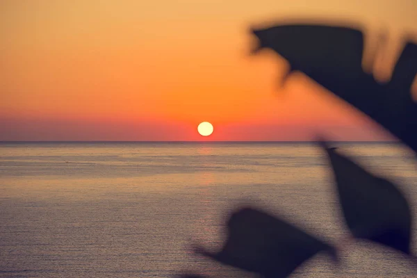 Рассвет Над Морем Сквозь Банановые Листья Восход Солнца Сицилии — стоковое фото