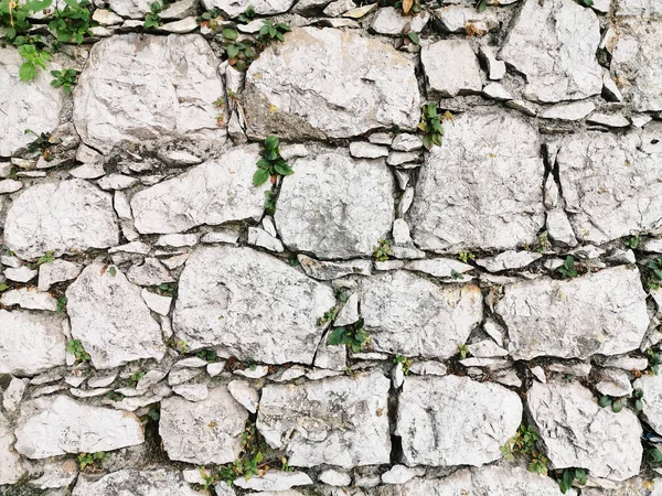 Schöne Strukturierte Steine Der Wand Kriechende Pflanzen Abstrakter Natürlicher Realer — Stockfoto