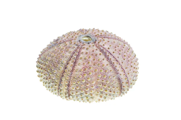 Sea urchin shell — Stock Photo © merial #2201035
