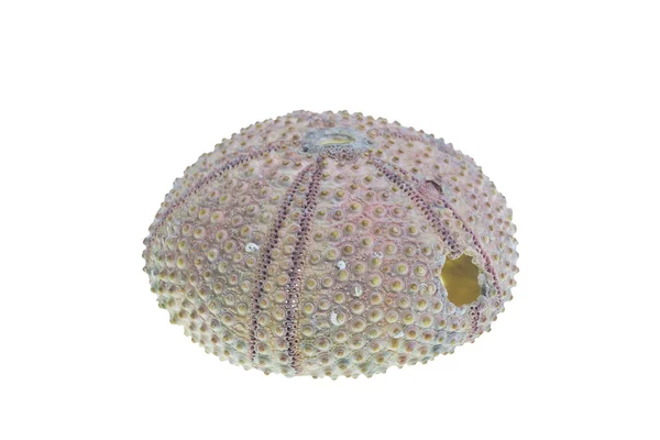 Sea urchin shell — Stock Photo © merial #2201035