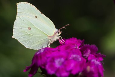 Çiçek karanfillerinin üzerinde kelebek.