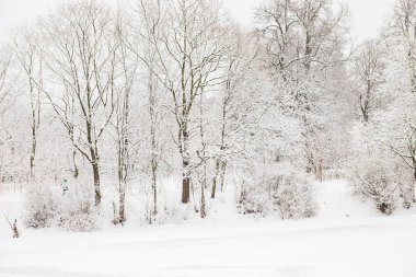 Ocak öğleden sonra büyük bir kar yağışı sonrası kış ormanı, kasvetli bulutlu gökyüzü