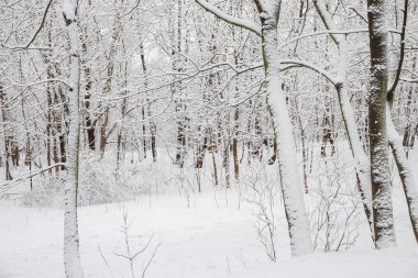 Ocak öğleden sonra büyük bir kar yağışı sonrası kış ormanı, kasvetli bulutlu gökyüzü