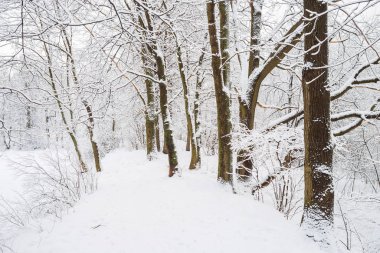 Ocak öğleden sonra büyük bir kar yağışı sonrası kış ormanı, kasvetli bulutlu gökyüzü