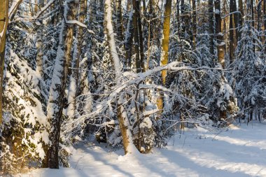 Ağaçların karla kaplı dalları güneşle aydınlanıyor..