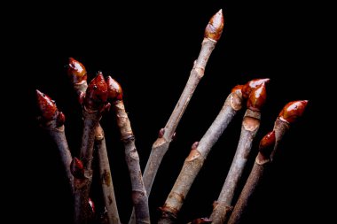 Siyah arka planda şişmiş tomurcuklar kestane.