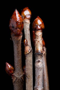 Siyah arka planda şişmiş tomurcuklar kestane.