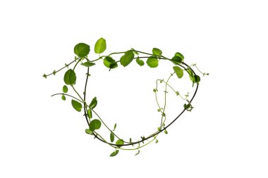 Beyaz arkaplanda izole edilmiş bir daldaki yapraklarla nane şekeri