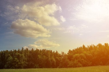 Orman ve bulutlarla dolu yaz manzarası.
