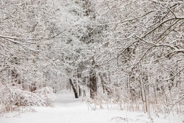 Ocak öğleden sonra büyük bir kar yağışı sonrası kış ormanı, kasvetli bulutlu gökyüzü