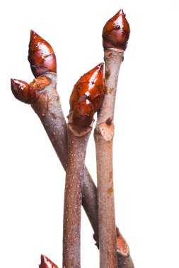 Beyaz arka planda kestane tomurcukları şişer..