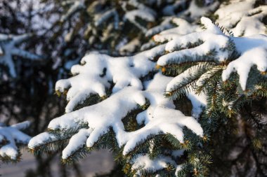Ağaçların karla kaplı dalları güneşle aydınlanıyor..