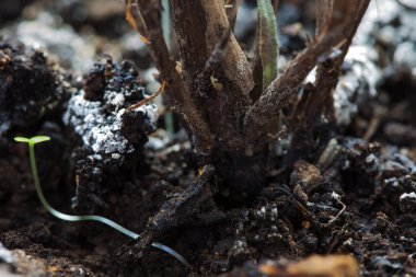 Bitkilerin gövdeleri ve yeşil filizler makro modda.