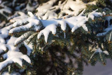 Ağaçların karla kaplı dalları güneşle aydınlanıyor..