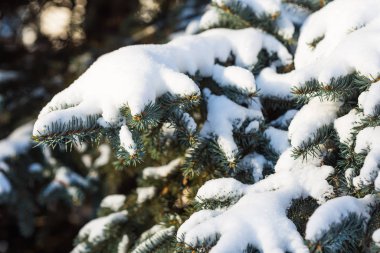 Ağaçların karla kaplı dalları güneşle aydınlanıyor..