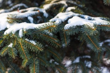 Ağaçların karla kaplı dalları güneşle aydınlanıyor..