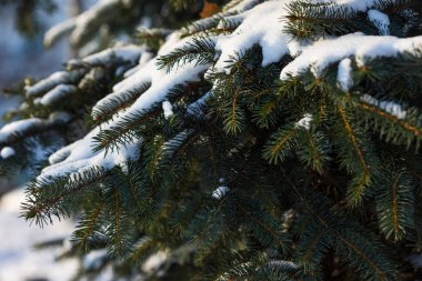 Ağaçların karla kaplı dalları güneşle aydınlanıyor..