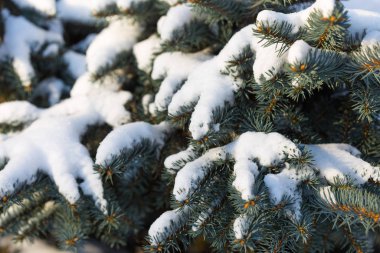 Ağaçların karla kaplı dalları güneşle aydınlanıyor..