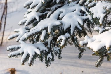 Ağaçların karla kaplı dalları güneşle aydınlanıyor..